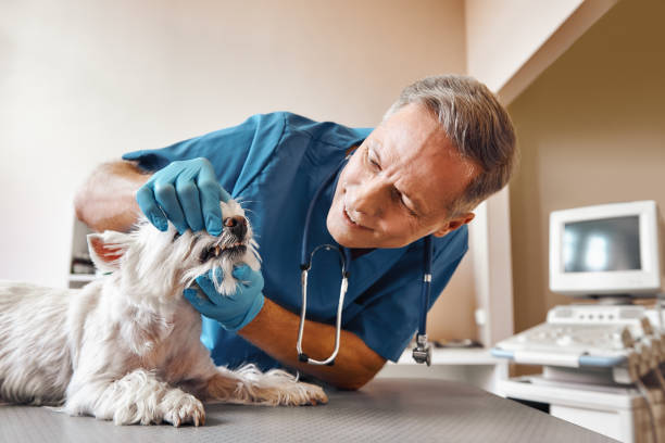 Best 24-Hour Emergency Dentist in Black Mountain, NC